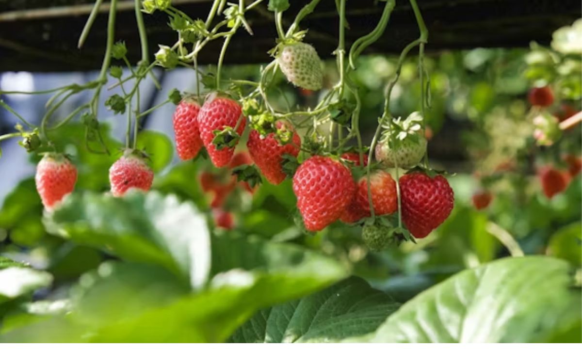 Strawberry Puns About Berry Delicious Food